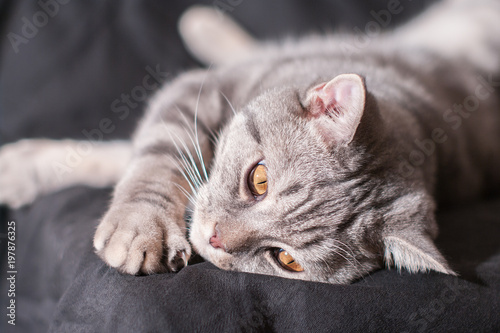 Lazy cute domestic cat lying and looks down on black background. Front view © Andrey
