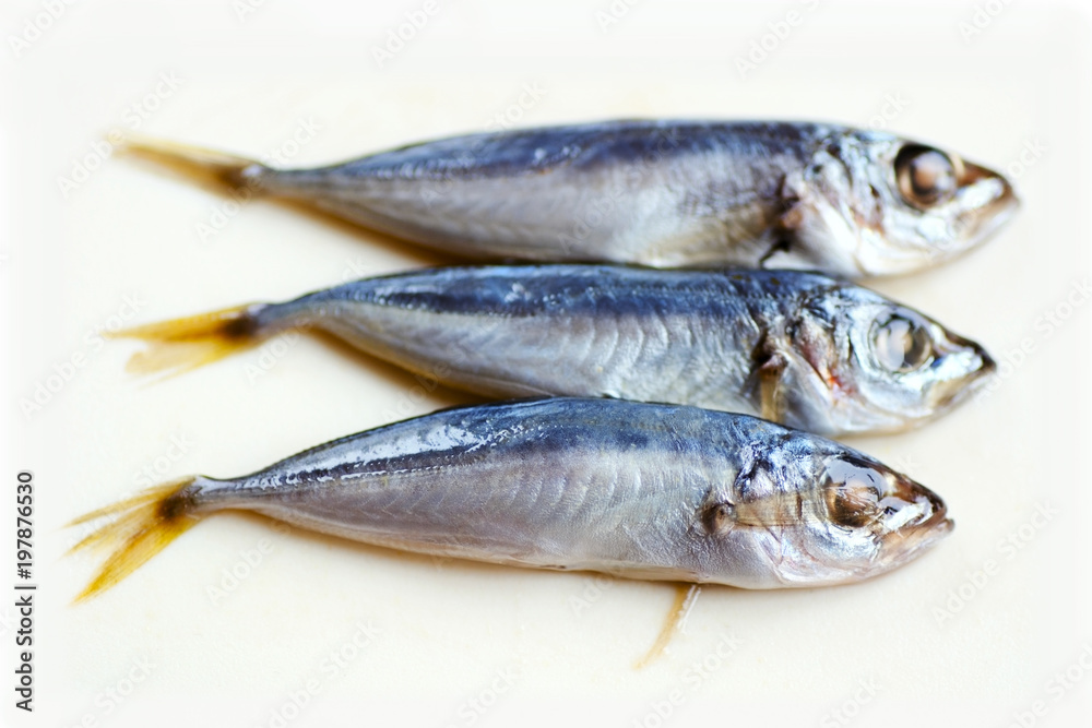 Fresh mackerel fishes on white background