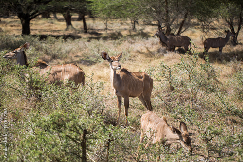 A herd of African deers in the wild. Mauritius.