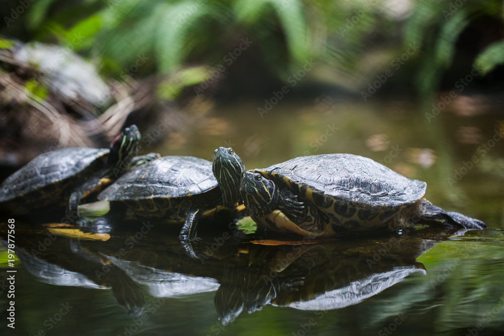 Group Red-eared slider resting on the shore. Turtle lined Group Red-eared slider resting on the shore. Turtle lined