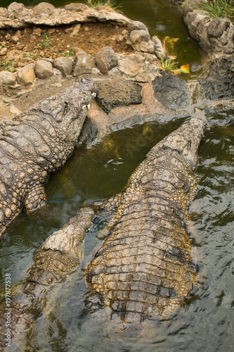 Crocodiles In A Crocodiles Farm ,Thailand