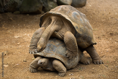 mating tortoises at the zoo