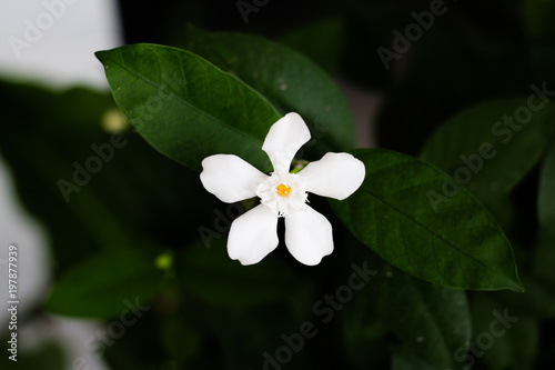 Fototapeta Naklejka Na Ścianę i Meble -  White flower in nature green background