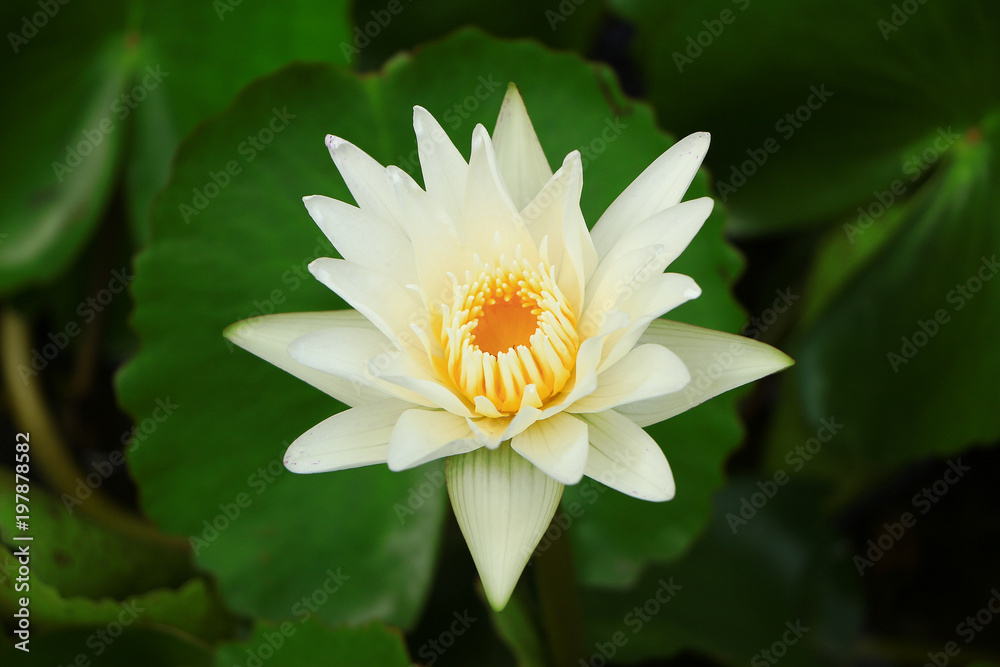 White lotus flower in pond water with green leaf White lotus flower in pond water with green leaf