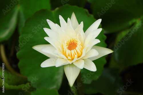 White lotus flower in pond water with green leaf