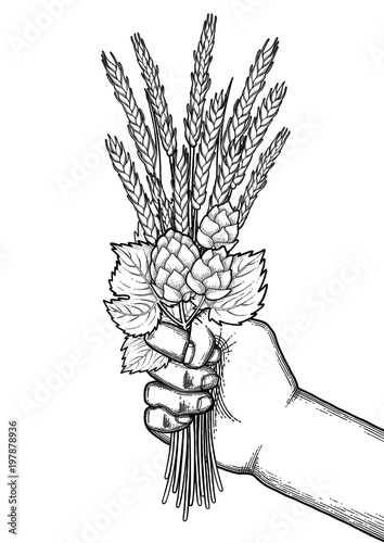Graphic hand with malt bunch