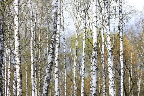 Beautiful young birch trees with green leaves in summer in sunny weather © yarbeer