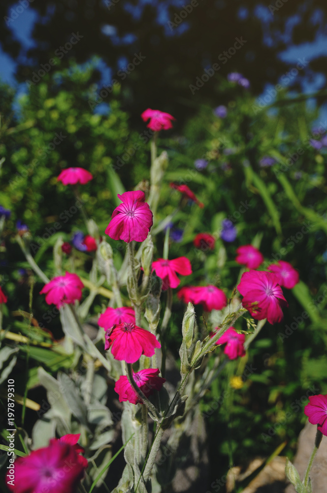 Pink flower  in summer