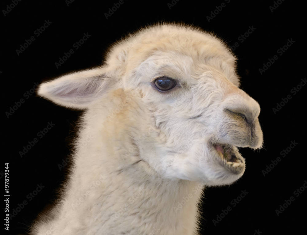Obraz premium Alpaca portrait