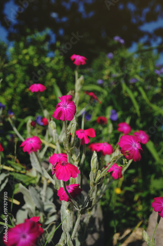 Pink flower in summer