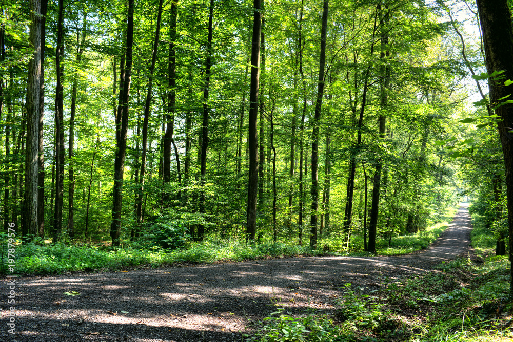 Obraz premium Waldweg