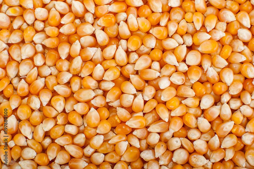  loseup on grain of corn. Popcorn Kernels
