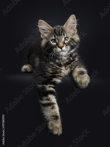 Handsome black tabby Maine Coon cat / kitten laying with paws haging over edge isolated on black background