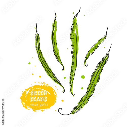 Green beans hand drawn illustration in the style of engraving. Detailed vegetarian food drawing. Farm market product. Grunge illustration for create the menu, recipes, decorating kitchen items.