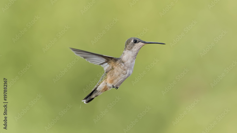 Flighty Flighty