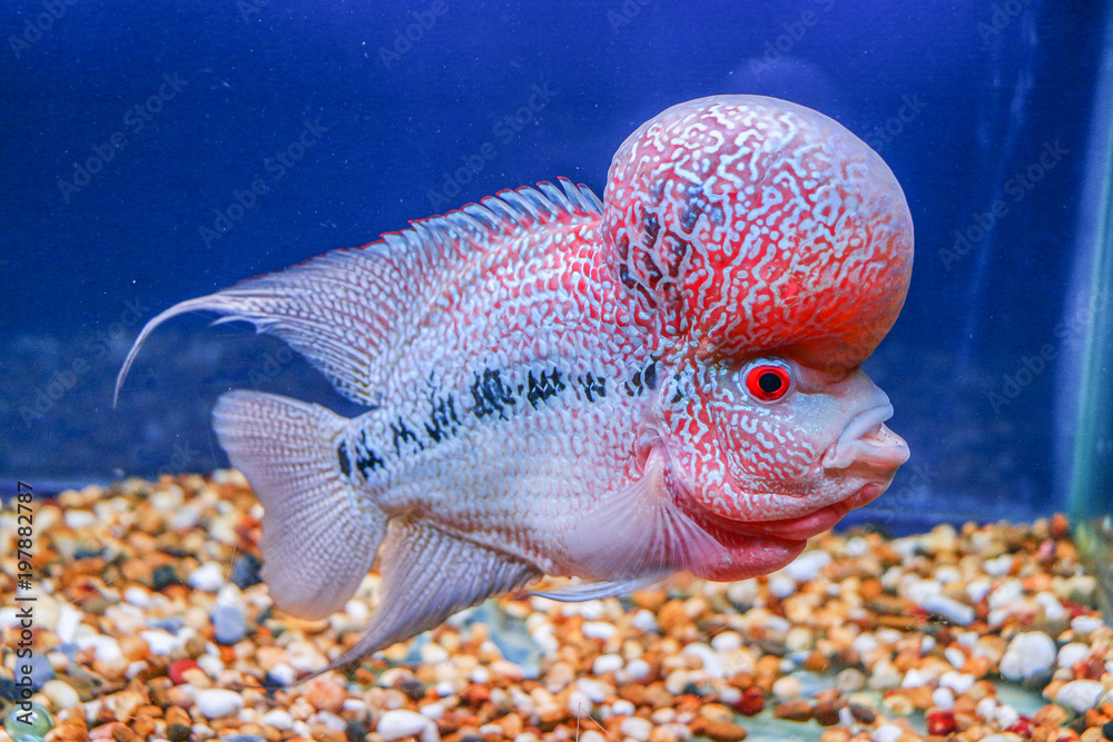 Flowerhorn fish on blue aquarium water Flowerhorn fish on blue aquarium water