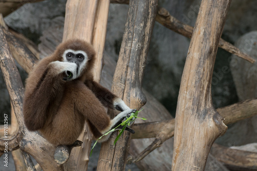 White-handed Gibbon (Hylobates lar) sitting on timber