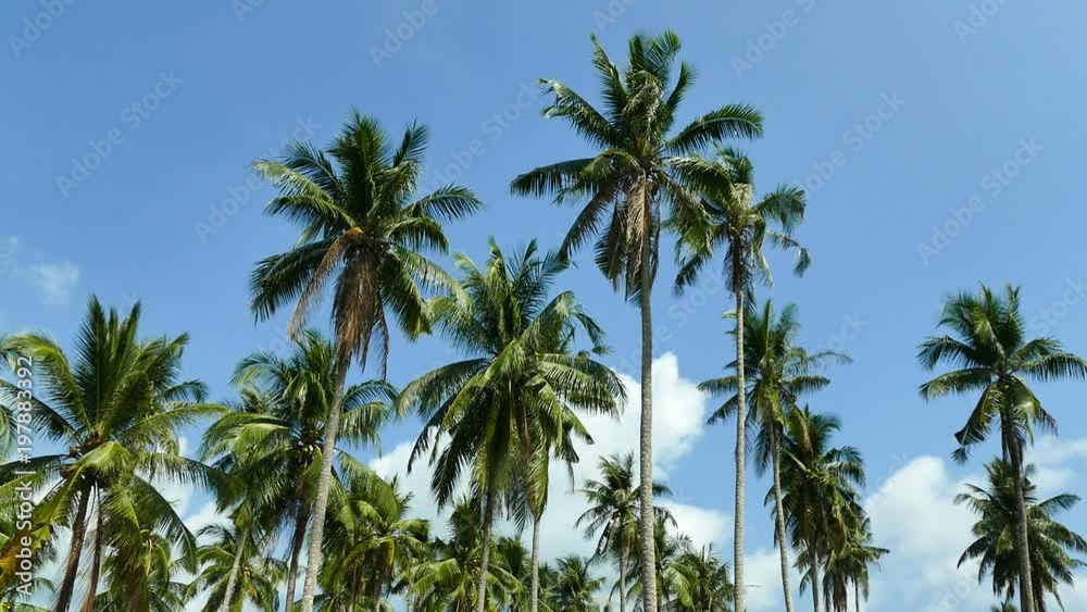 Beautiful tropical coconut palm tree on sky background
Beautiful tropical coconut palm tree on sky background
