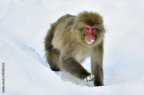 Snow monkey on the snow. Winter season.  The Japanese macaque ( Scientific name: Macaca fuscata), also known as the snow monkey. © Uryadnikov Sergey