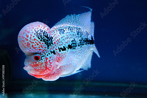 Flower horn fish in aquarium water blue background