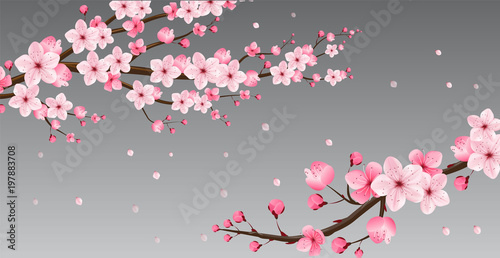  cherry blossom collection , greeting cards , seamless texture , japanese floral pattern