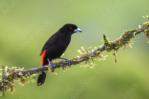 Scarlet-rumped Tanager - Ramphocelus passerinii, beatiful black and red tanager from Costa Rica forest. photo