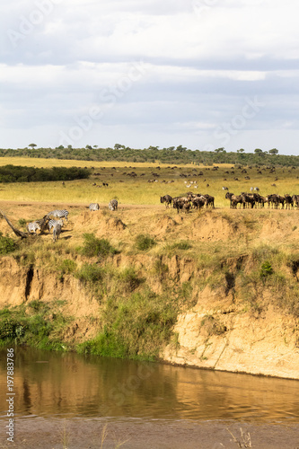 Herd of herbivores on the precipice. Masai Mara, Kenya