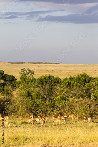 A herd of antelope impala in the savannah. Kenya, Africa © Victor