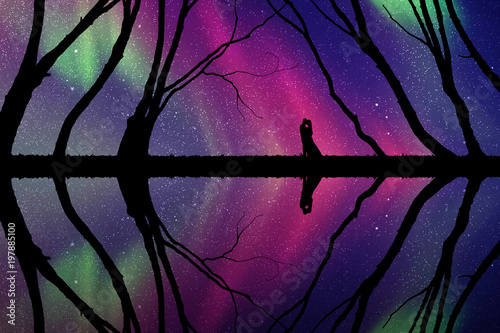  Lovers among trees at night. Vector illustration with silhouette of loving couple. Northern lights in starry sky