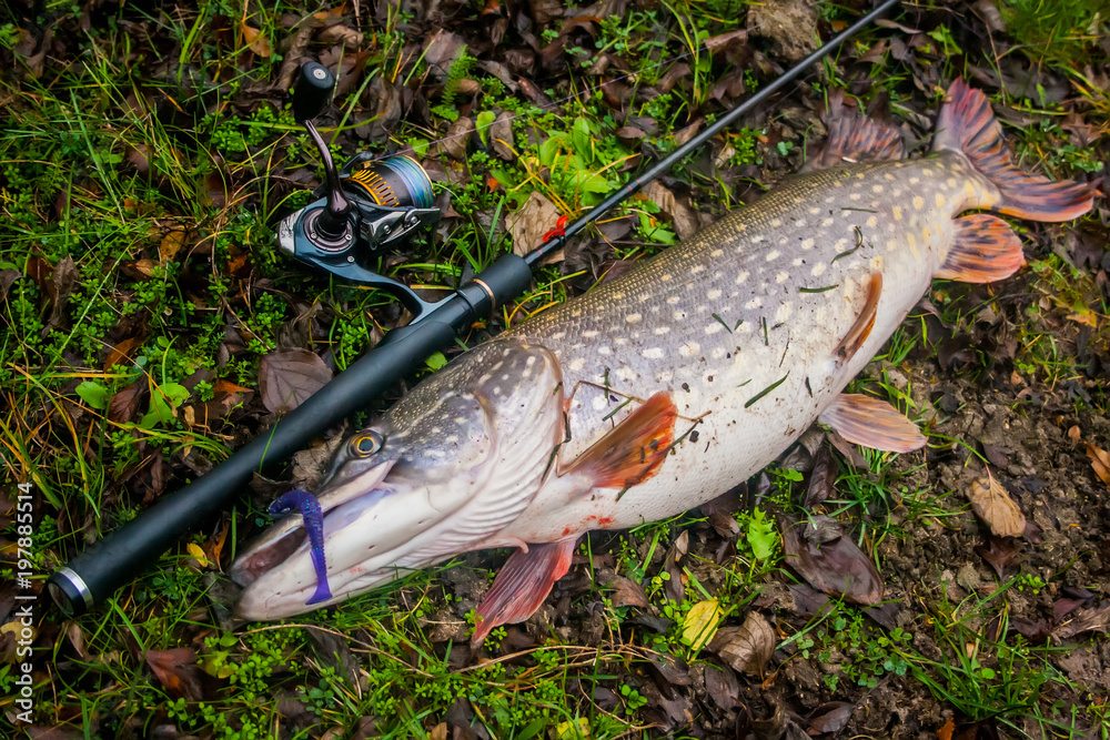 Freshwater Northern pike fish know as Esox Lucius and fishing rod with reel.  Fishing concept, good
