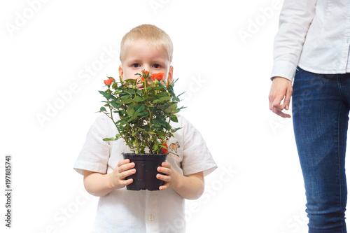 Small boy of four years with a rose. Closeup