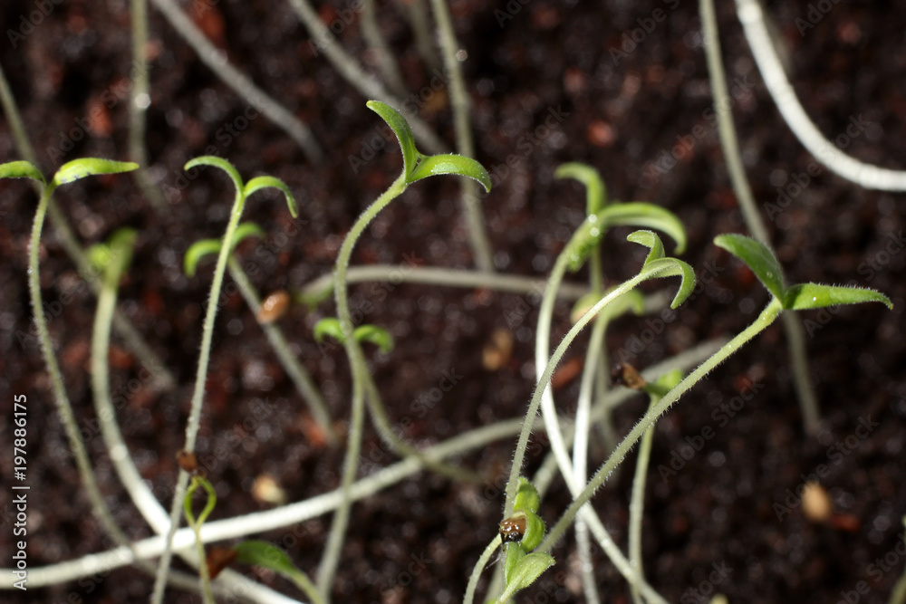 the young shoots of seedlings of vegetable in the water droplets the young shoots of seedlings of vegetable in the water droplets