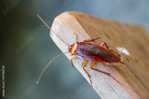 cockroach insect on wooden 