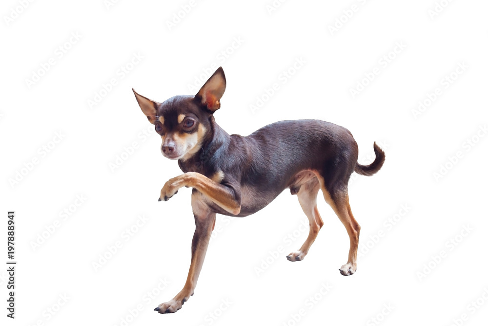 Decorative Russian Toy Terrier