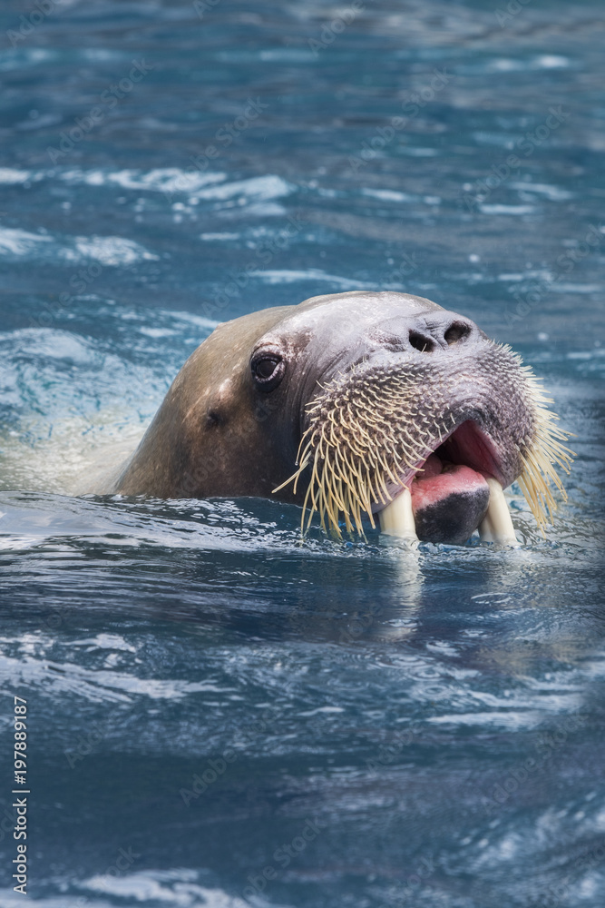Obraz premium bliska twarz męskiego morsa pływania w głębokich wodach morskich
