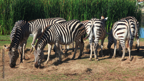 Group Zebra eatting grass near river