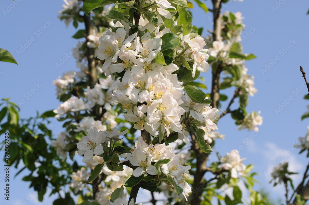 White flower details White flower details