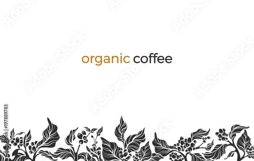 Vector template with coffee branch photo