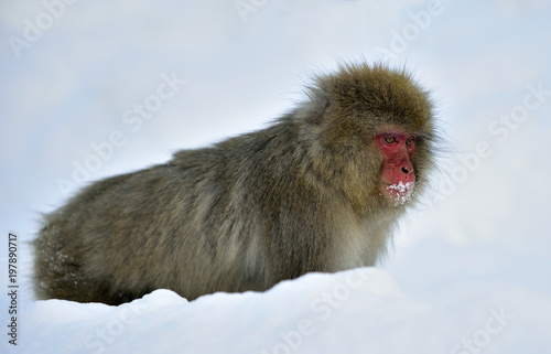 Snow monkey on the snow. Winter season.  The Japanese macaque   Scientific name  Macaca fuscata   also known as the snow monkey.