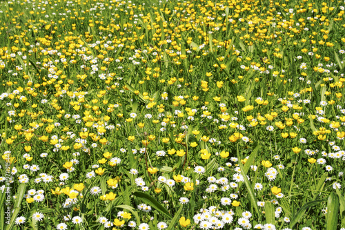 Idyllic spring meadow with daisies in the sunshine  Germany