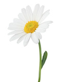 Lovely Daisy (Marguerite) isolated on white background.