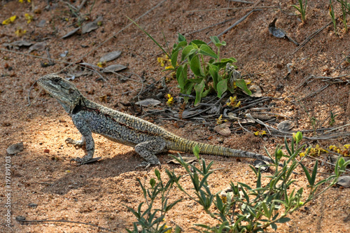 Black-necked Agama, Acanthocercus atricollis, Matopos National Park, Zimbabwe photo