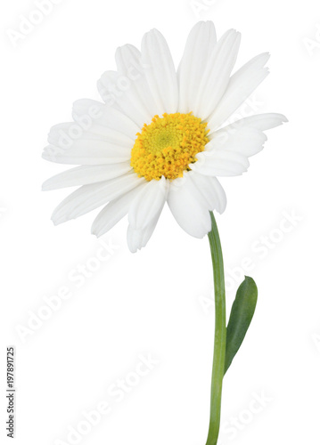 Leinwand Poster Lovely Daisy (Marguerite) isolated on white background.