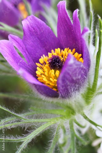 Obraz na plátne Macro shot of a pasqueflower  in spring.