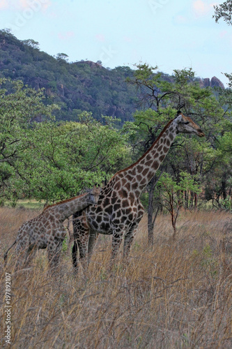 Female giraffes with youngsters, Matopos National Park, Zimbabwe © vladislav333222