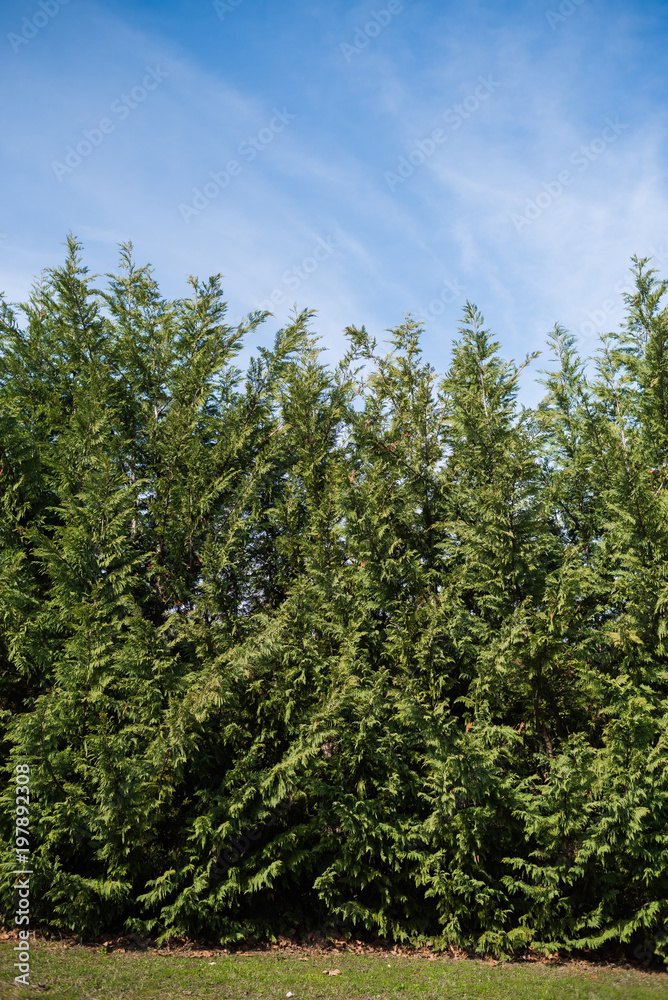 Beautiful sky with clouds above the forest. conifers are planted in a row Landscape design.