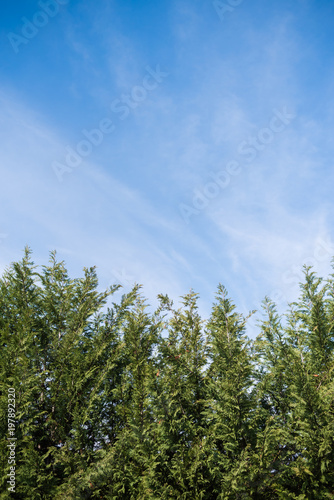Beautiful sky with clouds above the forest. conifers are planted in a row Landscape design.