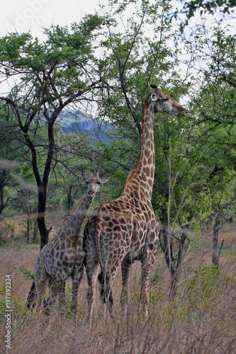 Female giraffes with youngsters  Matopos National Park  Zimbabwe