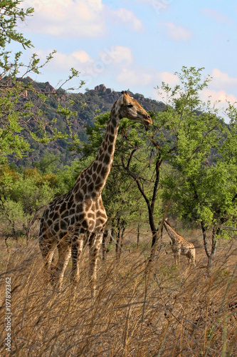 Female giraffes with youngsters, Matopos National Park, Zimbabwe