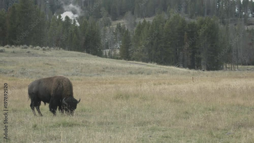 Bison grazing on a meadow Bison grazing on a meadow